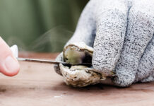 hand shucking a roasted oyster