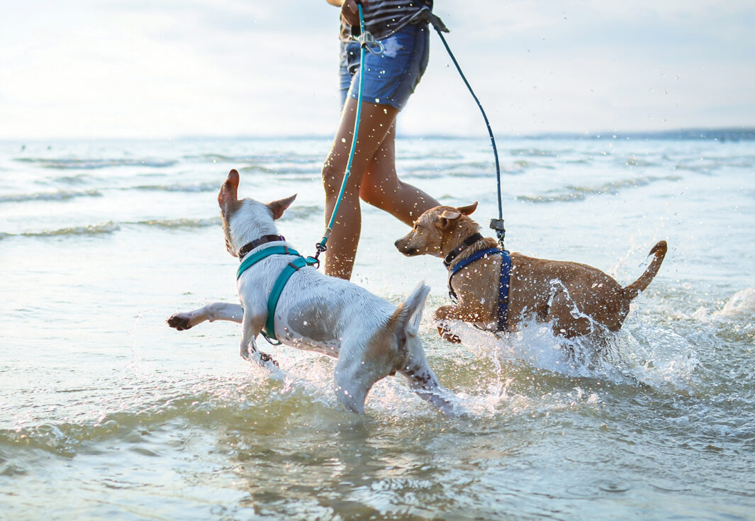 Dogs enjoy playing on beach with owner